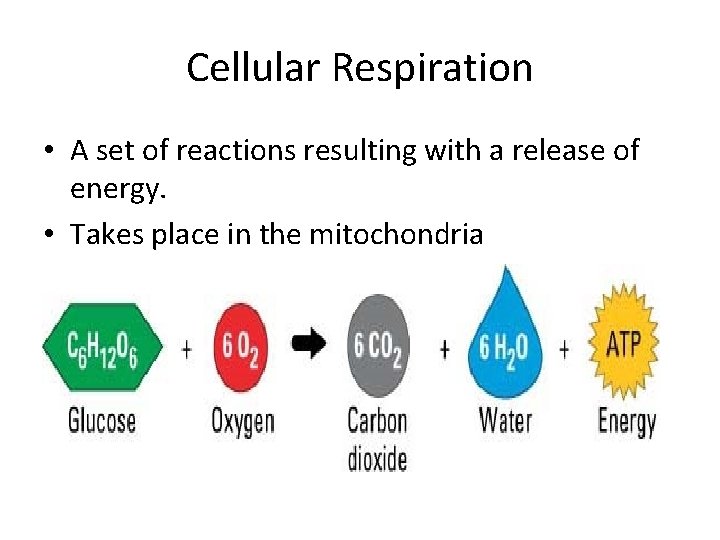 Cellular Respiration • A set of reactions resulting with a release of energy. • Cellular Respiration • A set of reactions resulting with a release of energy. •