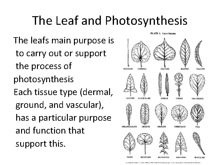 The Leaf and Photosynthesis The leafs main purpose is to carry out or support The Leaf and Photosynthesis The leafs main purpose is to carry out or support