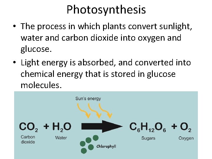 Photosynthesis • The process in which plants convert sunlight, water and carbon dioxide into Photosynthesis • The process in which plants convert sunlight, water and carbon dioxide into