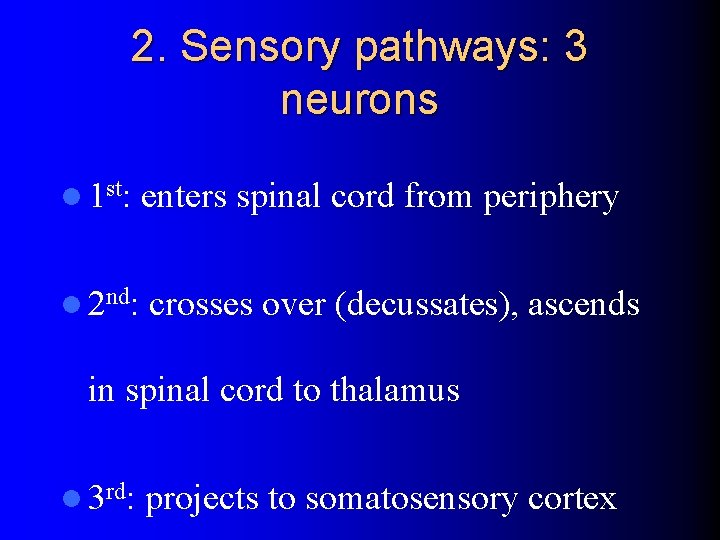 2. Sensory pathways: 3 neurons l 1 st: enters spinal cord from periphery l 2. Sensory pathways: 3 neurons l 1 st: enters spinal cord from periphery l