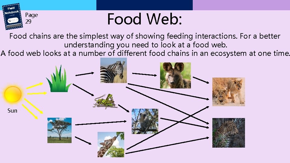 Page 29 Food Web: Food chains are the simplest way of showing feeding interactions.
