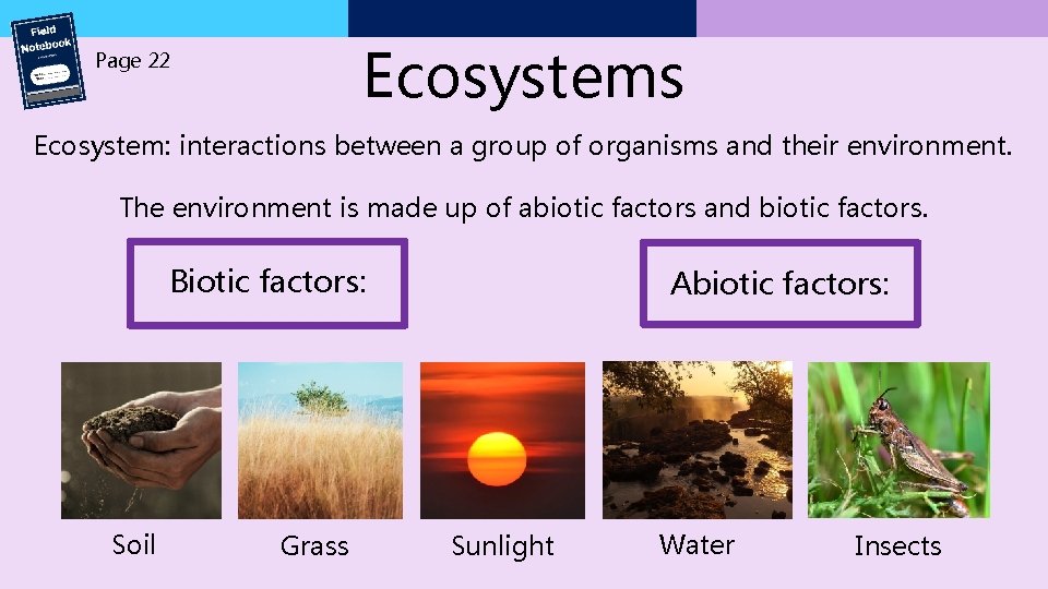 Ecosystems Page 22 Ecosystem: interactions between a group of organisms and their environment. The