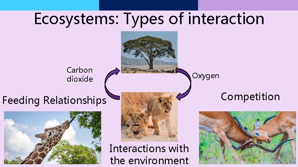 Ecosystems: Types of interaction Carbon dioxide Oxygen Competition Feeding Relationships Interactions with the environment