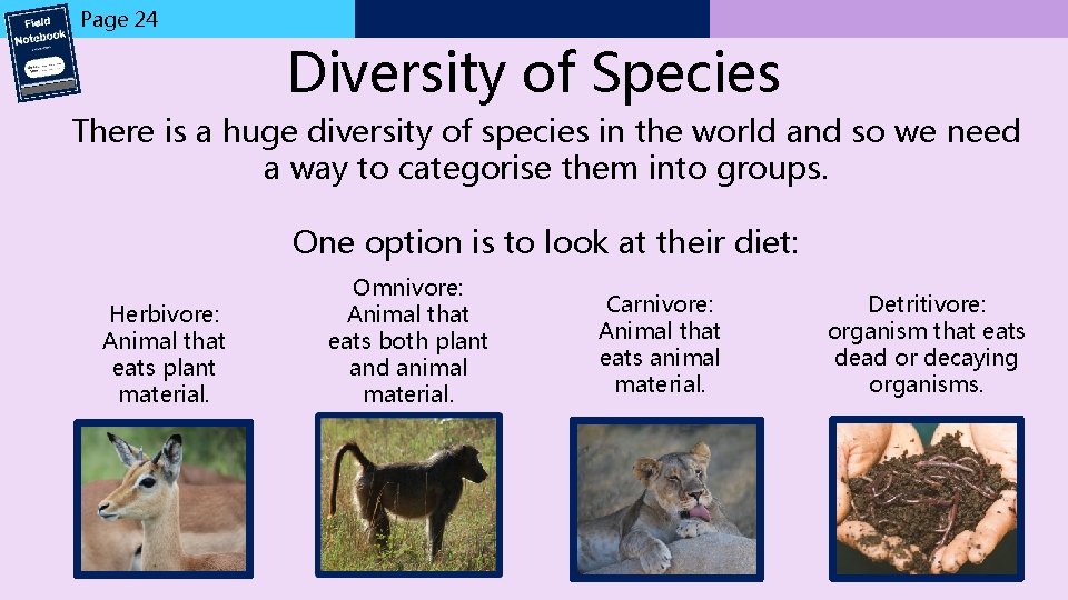 Page 24 Diversity of Species There is a huge diversity of species in the