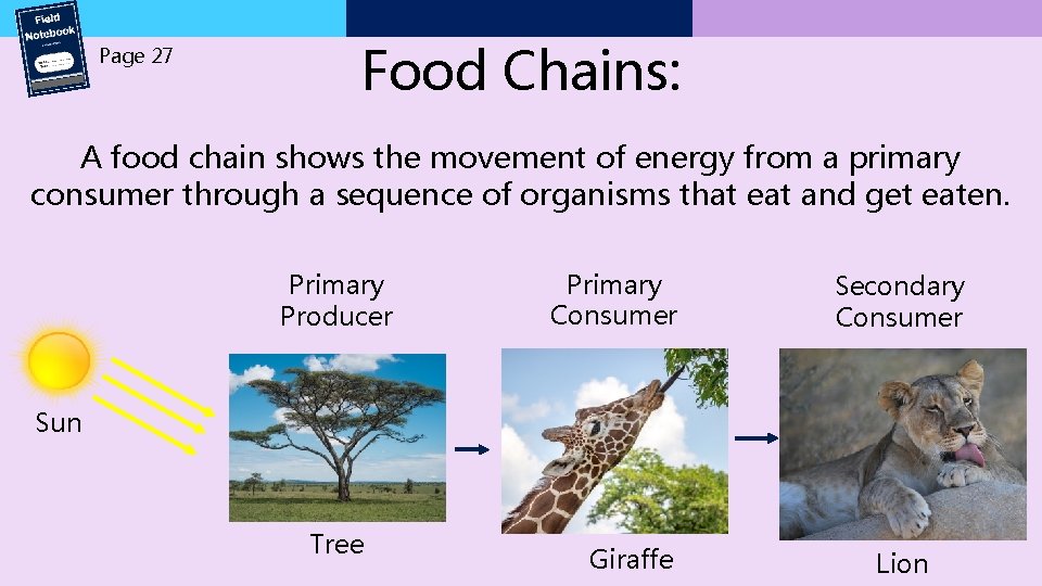 Page 27 Food Chains: A food chain shows the movement of energy from a