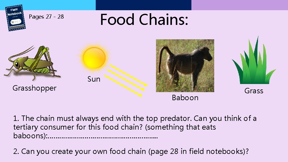 Pages 27 - 28 Grasshopper Food Chains: Sun Baboon Grass 1. The chain must