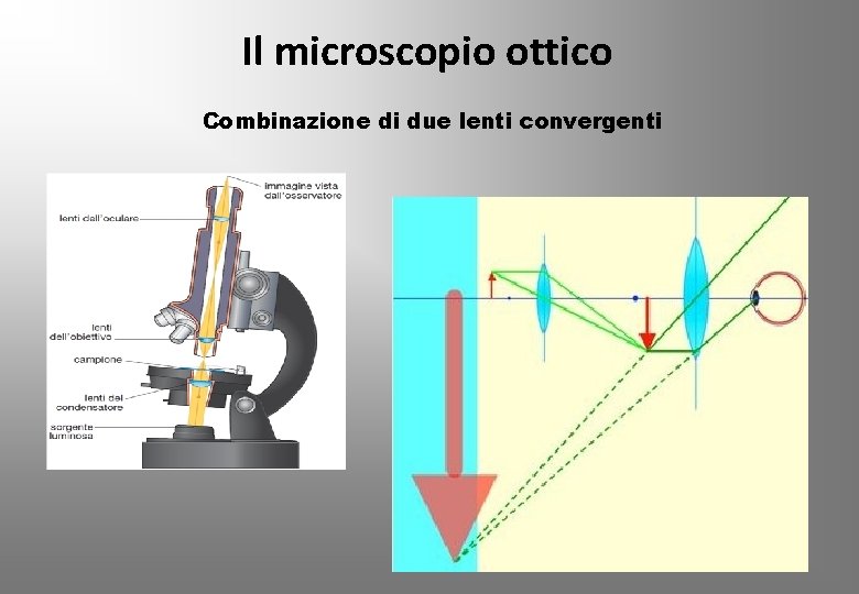 Il microscopio ottico Combinazione di due lenti convergenti 