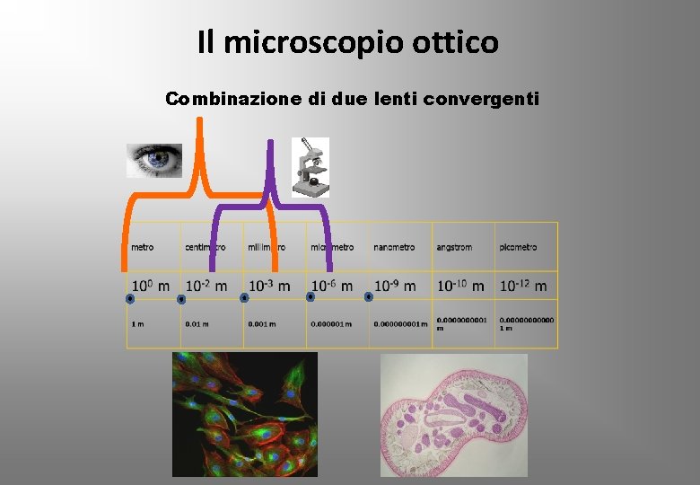 Il microscopio ottico Combinazione di due lenti convergenti 