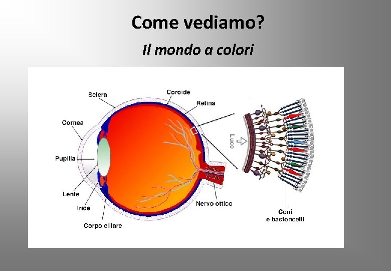 Come vediamo? Il mondo a colori 