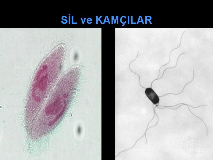 SİL ve KAMÇILAR 