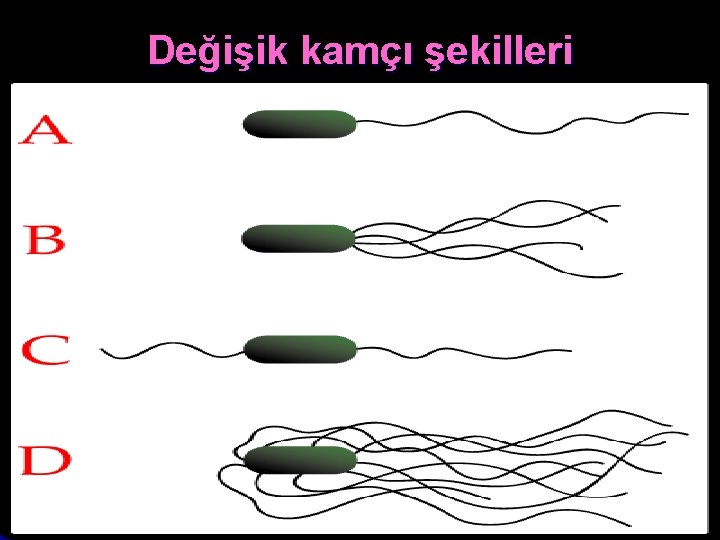 Değişik kamçı şekilleri 