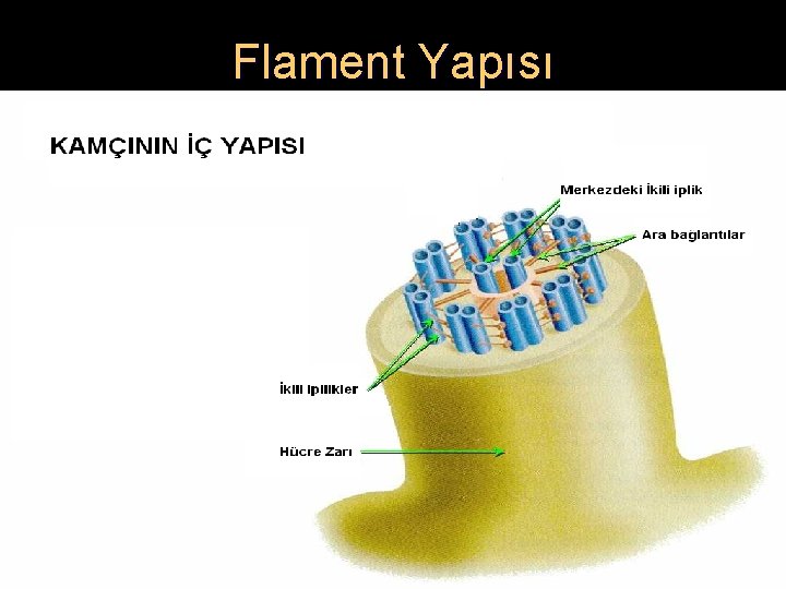 Flament Yapısı 