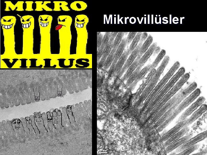 Mikrovillüsler 
