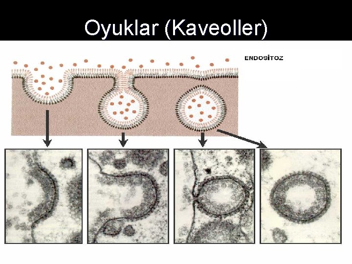 Oyuklar (Kaveoller) 