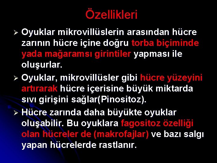 Özellikleri Oyuklar mikrovillüslerin arasından hücre zarının hücre içine doğru torba biçiminde yada mağaramsı girintiler