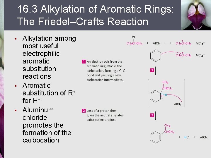 16. 3 Alkylation of Aromatic Rings: The Friedel–Crafts Reaction § § § Alkylation among