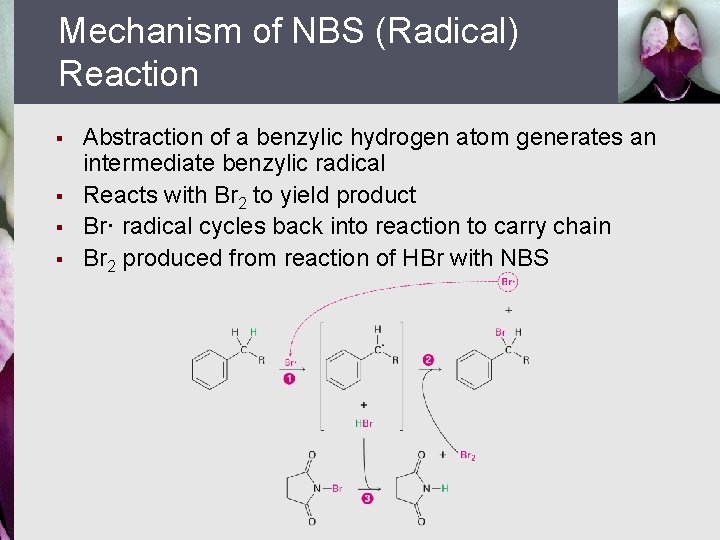 Mechanism of NBS (Radical) Reaction § § Abstraction of a benzylic hydrogen atom generates