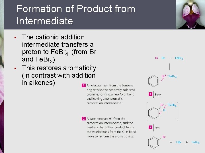 Formation of Product from Intermediate § § The cationic addition intermediate transfers a proton