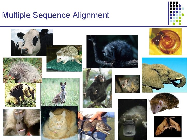 Multiple Sequence Alignment Multiple Sequence Alignment