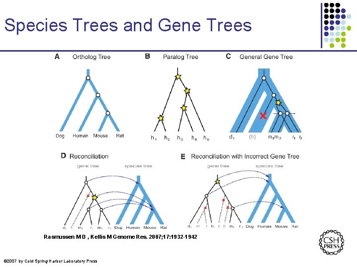 Species Trees and Gene Trees Rasmussen M D , Kellis M Genome Res. 2007; Species Trees and Gene Trees Rasmussen M D , Kellis M Genome Res. 2007;