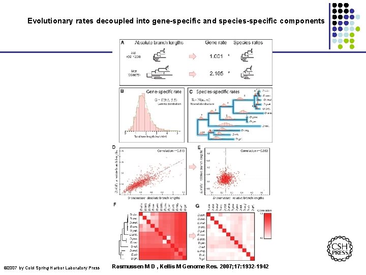 Evolutionary rates decoupled into gene-specific and species-specific components © 2007 by Cold Spring Harbor Evolutionary rates decoupled into gene-specific and species-specific components © 2007 by Cold Spring Harbor