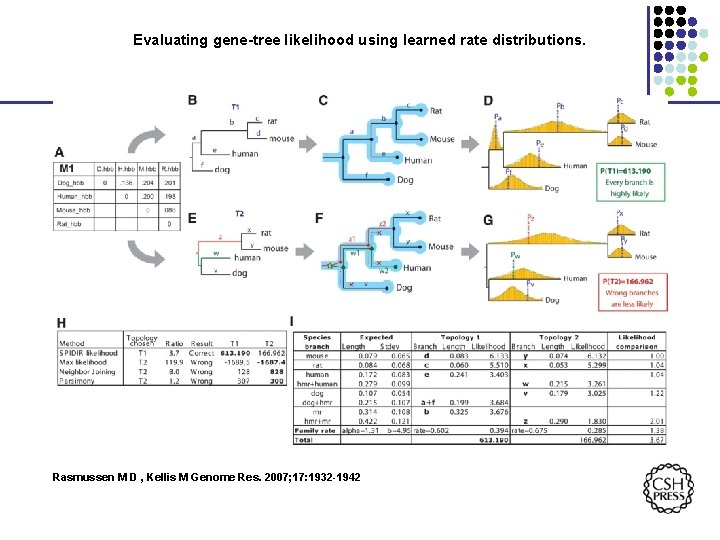 Evaluating gene-tree likelihood using learned rate distributions. Rasmussen M D , Kellis M Genome Evaluating gene-tree likelihood using learned rate distributions. Rasmussen M D , Kellis M Genome