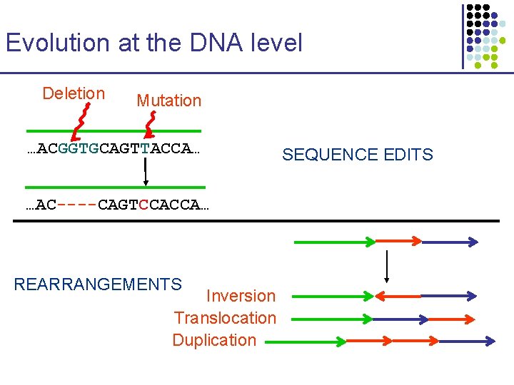 Evolution at the DNA level Deletion Mutation …ACGGTGCAGTTACCA… …AC----CAGTCCACCA… REARRANGEMENTS Inversion Translocation Duplication SEQUENCE Evolution at the DNA level Deletion Mutation …ACGGTGCAGTTACCA… …AC----CAGTCCACCA… REARRANGEMENTS Inversion Translocation Duplication SEQUENCE