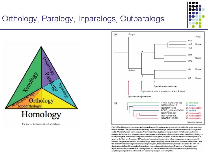 Orthology, Paralogy, Inparalogs, Outparalogs Orthology, Paralogy, Inparalogs, Outparalogs