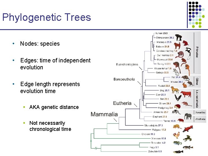 Phylogenetic Trees • Nodes: species • Edges: time of independent evolution • Edge length Phylogenetic Trees • Nodes: species • Edges: time of independent evolution • Edge length