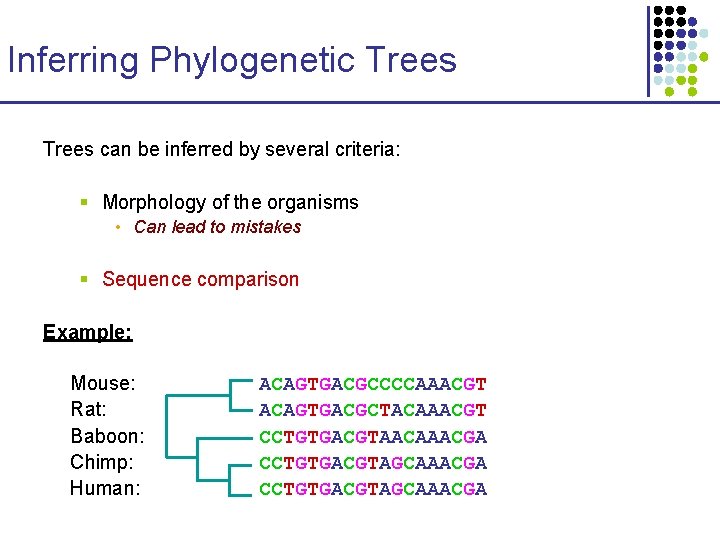 Inferring Phylogenetic Trees can be inferred by several criteria: § Morphology of the organisms Inferring Phylogenetic Trees can be inferred by several criteria: § Morphology of the organisms