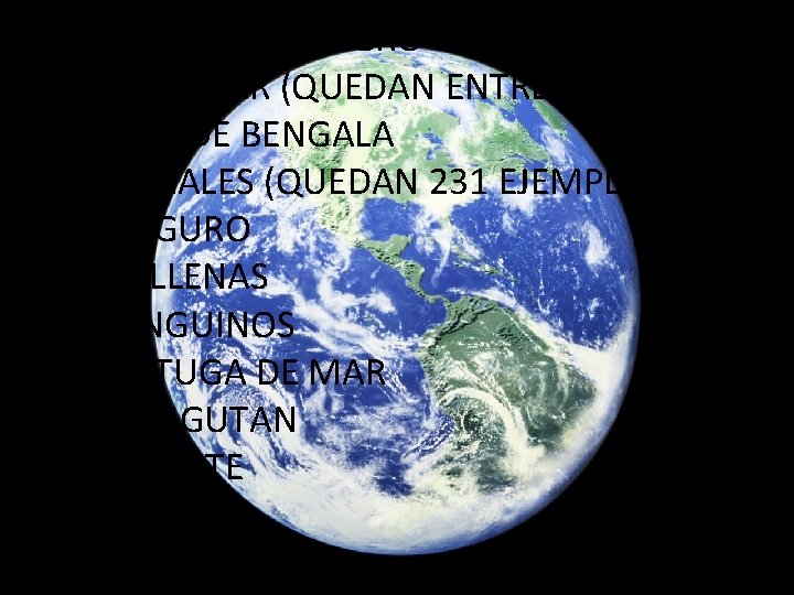 LAS ESPECIES EN PELIGRO DE EXTINCION SON: - EL OSO POLAR (QUEDAN ENTRE 20 LAS ESPECIES EN PELIGRO DE EXTINCION SON: - EL OSO POLAR (QUEDAN ENTRE 20