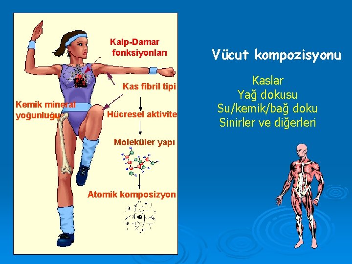 Kalp-Damar fonksiyonları Kas fibril tipi Kemik mineral yoğunluğu Hücresel aktivite Moleküler yapı Atomik komposizyon Kalp-Damar fonksiyonları Kas fibril tipi Kemik mineral yoğunluğu Hücresel aktivite Moleküler yapı Atomik komposizyon