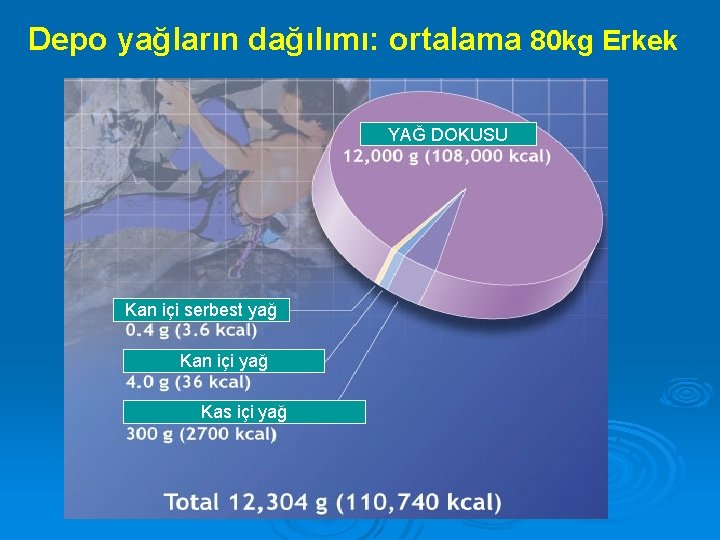 Depo yağların dağılımı: ortalama 80 kg Erkek YAĞ DOKUSU Kan içi serbest yağ Kan