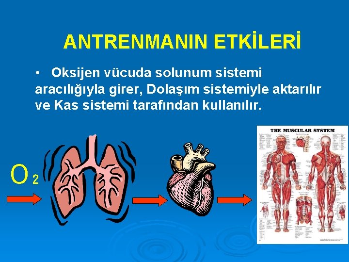 ANTRENMANIN ETKİLERİ • Oksijen vücuda solunum sistemi aracılığıyla girer, Dolaşım sistemiyle aktarılır ve Kas