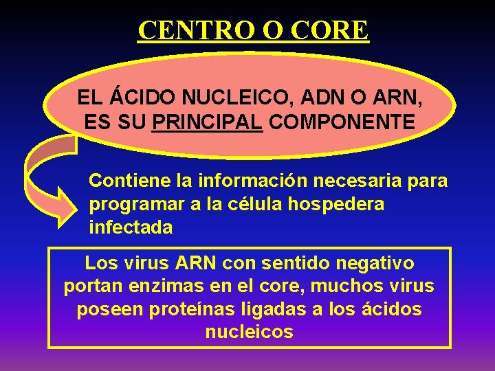 CENTRO O CORE EL ÁCIDO NUCLEICO, ADN O ARN, ES SU PRINCIPAL COMPONENTE Contiene