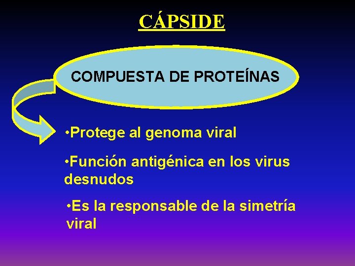 CÁPSIDE COMPUESTA DE PROTEÍNAS • Protege al genoma viral • Función antigénica en los