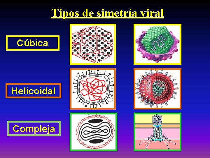 Tipos de simetría viral Cúbica Helicoidal Compleja 