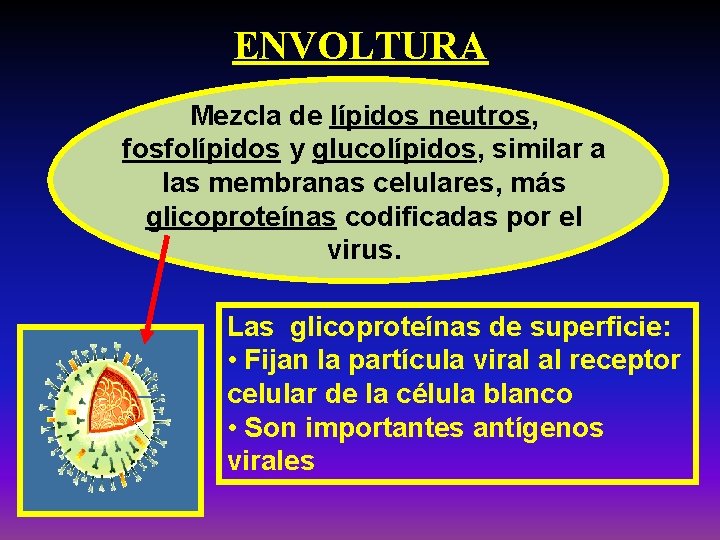 ENVOLTURA Mezcla de lípidos neutros, fosfolípidos y glucolípidos, similar a las membranas celulares, más