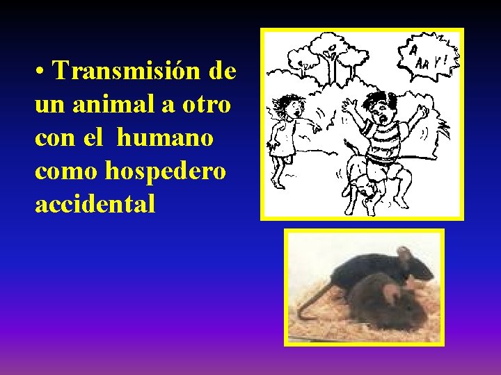  • Transmisión de un animal a otro con el humano como hospedero accidental