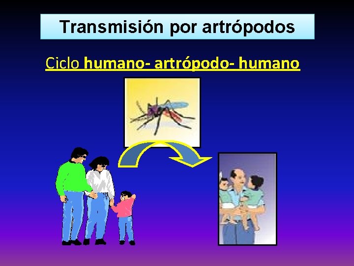Transmisión por artrópodos Ciclo humano- artrópodo- humano 
