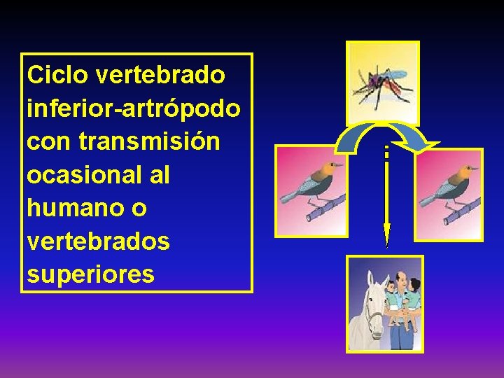 Ciclo vertebrado inferior-artrópodo con transmisión ocasional al humano o vertebrados superiores 