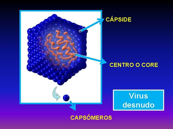 CÁPSIDE CENTRO O CORE Virus desnudo CAPSÓMEROS 