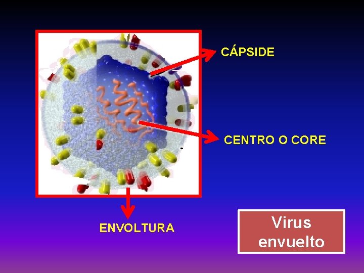 CÁPSIDE CENTRO O CORE ENVOLTURA Virus envuelto 