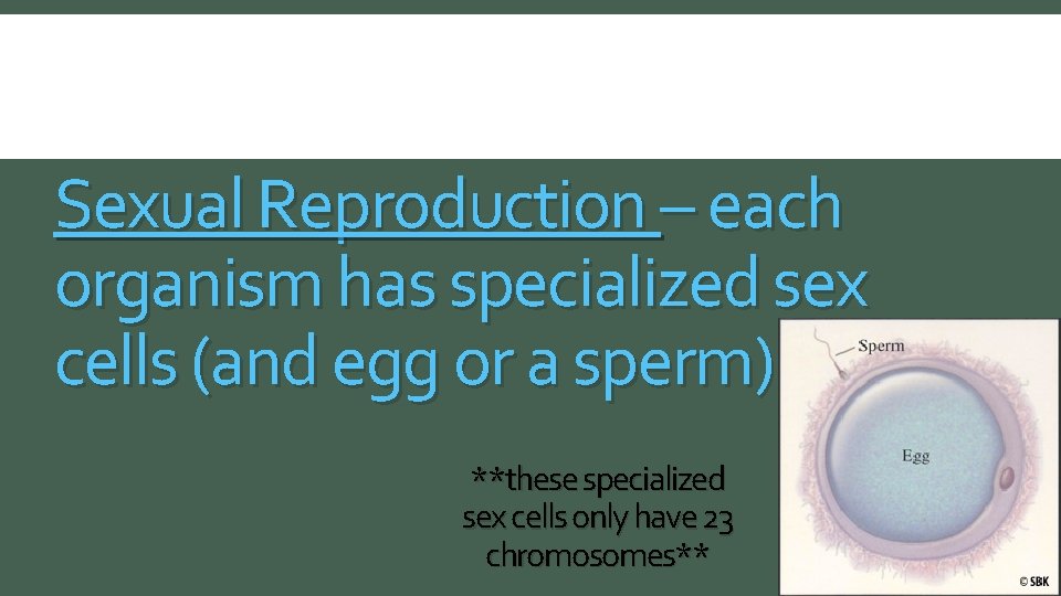 Sexual Reproduction – each organism has specialized sex cells (and egg or a sperm)