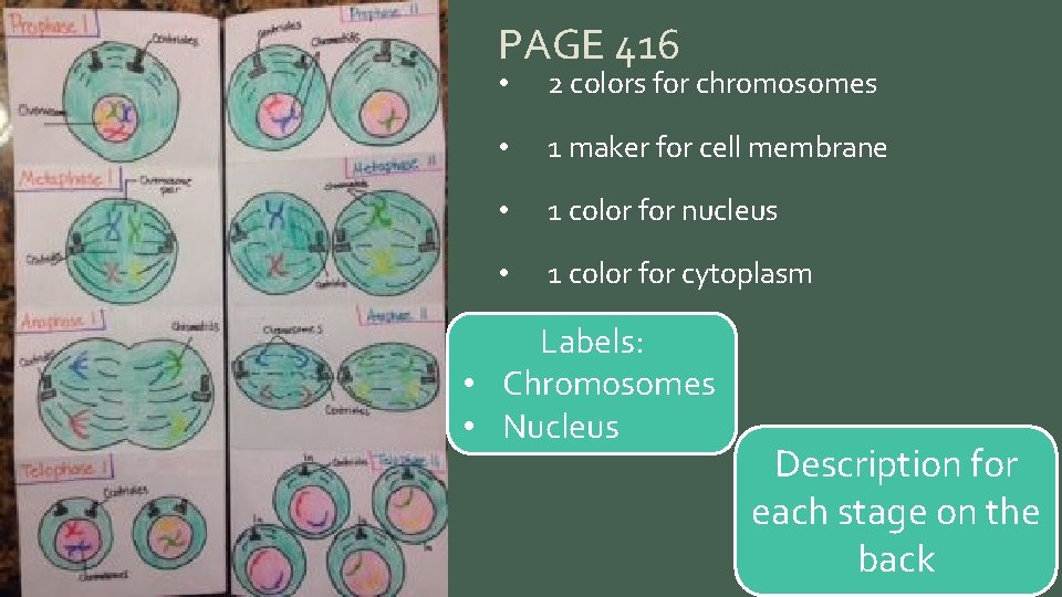 PAGE 416 • 2 colors for chromosomes • 1 maker for cell membrane •