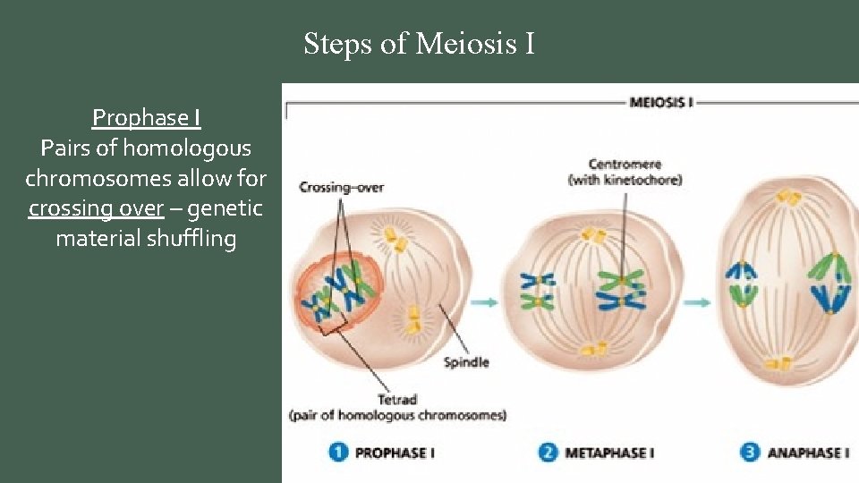 Steps of Meiosis I Prophase I Pairs of homologous chromosomes allow for crossing over