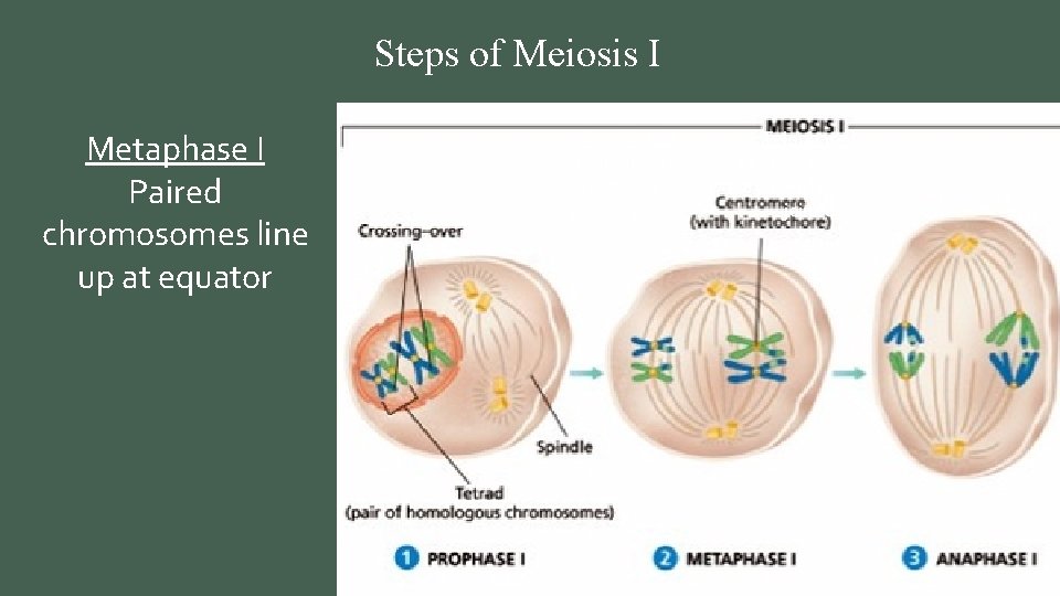 Steps of Meiosis I Metaphase I Paired chromosomes line up at equator Anaphase I