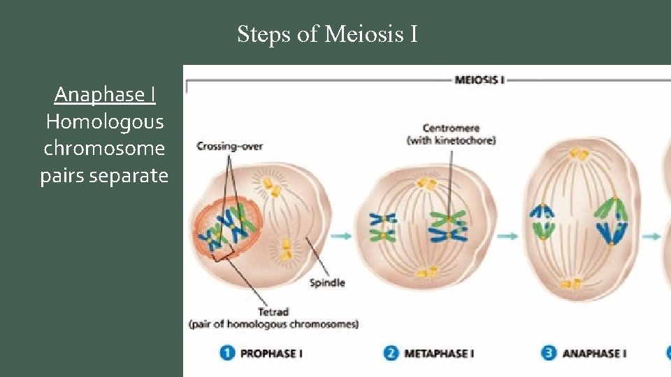 Steps of Meiosis I Anaphase I Homologous chromosome pairs separate Telophase I Nucleus reforms,