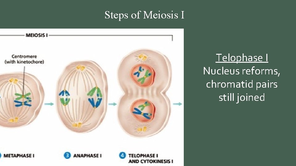 Steps of Meiosis I Telophase I Nucleus reforms, chromatid pairs still joined 
