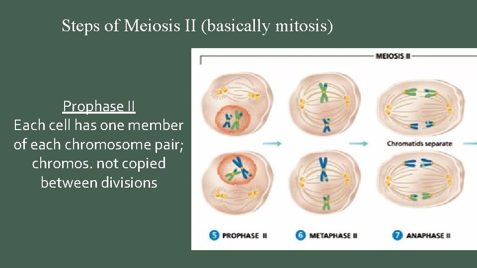 Steps of Meiosis II (basically mitosis) Anaphase II Chromatids pull apart Prophase II Each